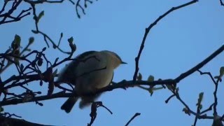 Fitis und Zilpzalp Willow Warbler and Chiffchaff [upl. by Bathsheb]