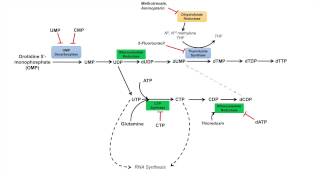 Pyrimidine Synthesis and Salvage Pathway [upl. by Idnyl]