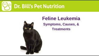 Feline Leukemia  Symptoms Causes amp Treatments  Dr Bills Pet Nutrition  The Vet Is In [upl. by Nilhsa]