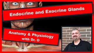 Endocrine and Exocrine Glands Anatomy and Physiology [upl. by Jodie]