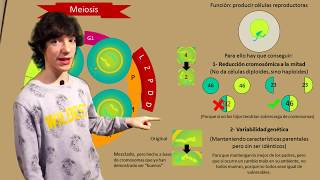 Meiosis Paso a Paso [upl. by Cirillo]