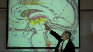 THE MENINGES CEREBROSPINAL FLUID amp EPIDURAL BLOCKS by Professor Fink [upl. by Meaghan]