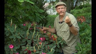 COMMENT ET POURQUOI TAILLER LES RHODODENDRONS [upl. by Saeger]