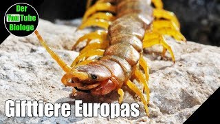 Skolopender und andere Hundertfüßer Europas [upl. by Ynaffet]