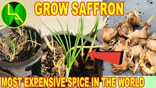 How to grow saffron plants at home [upl. by Chaffin]