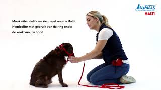 Antitrektraining voor uw hond met de HALTI Headcollar [upl. by Nohcim]