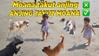 BAHAYA Kali Ini ANJING YANG TAKUT SAMA MOANA [upl. by Tandie337]