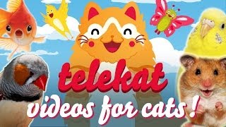 The Greatest Video For Cats Ever Told  Telekat ‥ [upl. by Ehc]