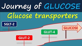 Glucose transporters  Journey of glucose [upl. by Ralyat]