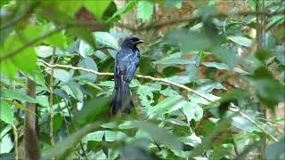 Greater RacketTailed Drongo Singapore [upl. by Vivi838]