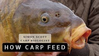 Simon Scott  How Carp Feed [upl. by Otrebire]