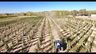 Kiri tree Paulownia plantation in Spain by WeGrow new version with tracking [upl. by Kitti670]