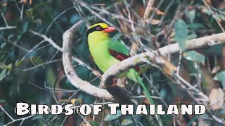 Birds of Thailand with sounds 4K [upl. by Mable150]