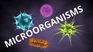 microorganisms  types of microorganisms [upl. by Irrok]