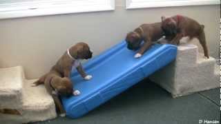 Cute 4 Week Old Boxer Puppies Playing [upl. by Viva]