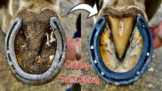 FARRIER  HOOF RESTORATION SATISFYING [upl. by Chadbourne94]