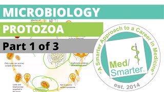 Protozoa  Microbiology  USMLE STEP 1  Part 1 of 3 [upl. by Hussey]