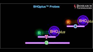 qPCR Probe Animation Video [upl. by Aicirtap975]