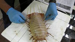 Giant Isopod Making a display specimen [upl. by Otsenre]