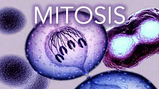 MITOSIS  MADE SUPER EASY  ANIMATION [upl. by Eeresed]