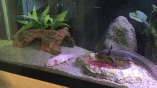 Axolotl Tank Update [upl. by Euk]