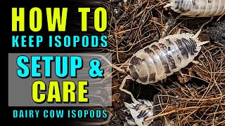 How to keep isopods Setup amp care for Porcellio laevis  Dairy Cow Isopods [upl. by Carbrey]