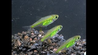 Neon Green Rasbora Microdevario kubotaiSpecies Spotlight [upl. by Nemad]