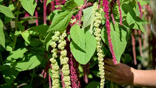 Amaranthus GrowALong [upl. by Ijic577]