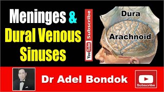 Meninges and Dural Venous Sinuses Dr Adel Bondok [upl. by Yajiv]