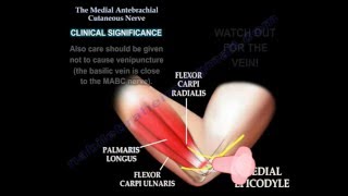 Medial antebrachial cutaneous nerve Dr Ebraheim [upl. by Neile512]