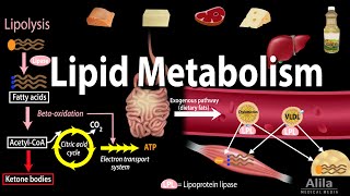 Lipid Fat Metabolism Overview Animation [upl. by Lombard]