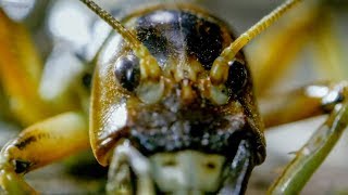 Weirdest Creepy Crawly Moments  Top 5  BBC Earth [upl. by Notnad]