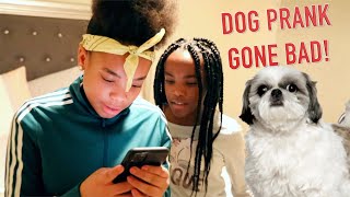 DOG PRANK GONE BAD KIDS SKIT [upl. by Bernt]