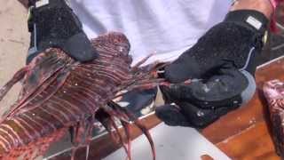 How to Prepare Lionfish for Cooking [upl. by Ynnej]