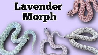 The Lavender Morph and Gene Combinations in Hognose Snakes [upl. by Mairb]