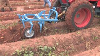 How To Harvest Potatoes [upl. by Leitnahs]