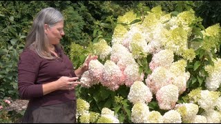 Which Panicle Hydrangea is Right For You  Part One Fullsized Hydrangeas [upl. by Latt]