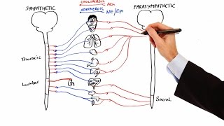 Pharmacology  AUTONOMIC NERVOUS SYSTEM MADE EASY [upl. by Attenov]