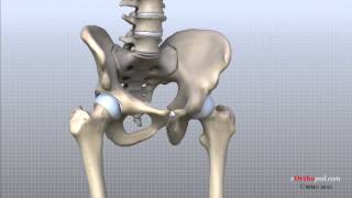 Hip Anatomy Animated Tutorial [upl. by Halsted120]