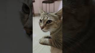 ytshortscatpetstrendingsuscribelikecommentsshortsmeowcatlovergoodavibesnaturefunnylove [upl. by Ahmed491]