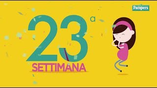 23° settimana di gravidanza [upl. by Namhar]