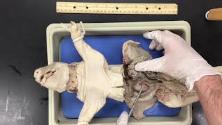 Fetal Pig Dissection [upl. by Richy]