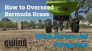 How To Overseed Bermuda Grass With Perennial Ryegrass [upl. by Brad]