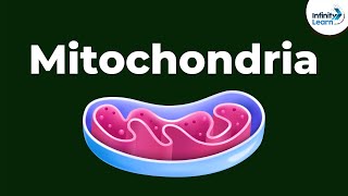 Mitochondria  Powerhouse of the Cell  Dont Memorise [upl. by Coad]