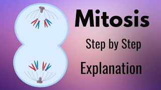 Mitosis Explained Step by Step with Animation [upl. by Anialam]