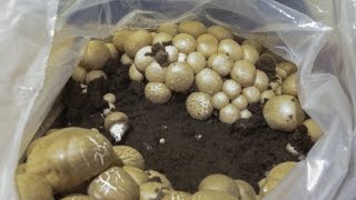 Portabella Mushroom Growing Time Lapse [upl. by Emelita99]