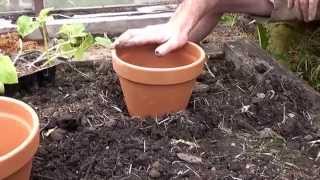 Irrigation system using DIY Olla system [upl. by Eden]