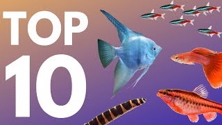 Top 10 Aquarium Fish for Beginners [upl. by Marlane]