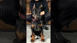 Import  European Doberman Puppy For Sale [upl. by Anwahs763]