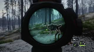 theHunter Call of the Wild  wolf attack [upl. by Ardnosac]